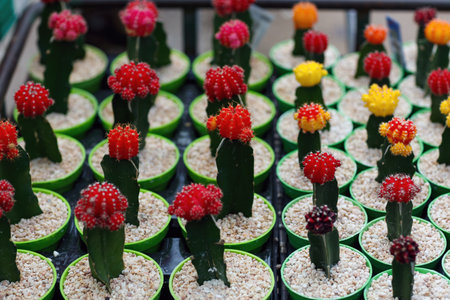 Small potted cacti with colored tops. The cacti are arranged in neat rows in green pots filled with white gravel. The background includes additional similar cacti, creating a visually striking patternの写真素材