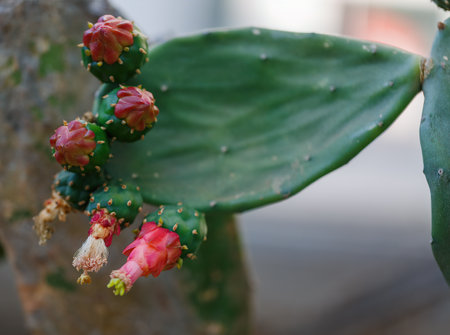 Sunlight highlights the unique texture and colors of the succulent plant. Colored cactus pads. This indoor cactus displays an array of vibrant pink and green flower buds emerging from thick green padsの写真素材