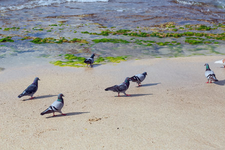 Pigeons scattered on the sandy beach near calm water. Green seaweed patches dot the shoreline, and gentle waves touch the sand. The pigeons, with their detailed feathers glistening in natural lightの写真素材