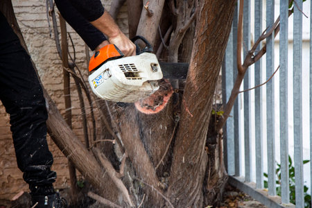 A detailed view captures a close up of a man's hands gripping a chainsaw tightly, showing the rugged design of the tool. In the background, a gardener is actively cuttingの写真素材