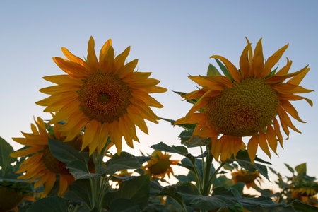 Close-up of Beautiful blooming sunflower. Bright yellow petals green leaves plant sunny day summer landscape, farmers field background. Farm field idyllic scene In The Warm Sunlight In Israelの写真素材