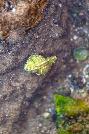 A seashell rests gently underwater near the shoreline of the Mediterranean Sea, offering a stunning top view. This serene scene captures the essence of summerの写真素材