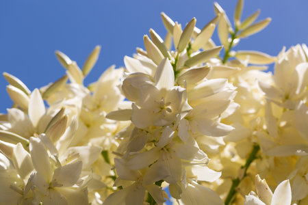 White flowers bloom vibrantly on a palm tree. This close up highlights their delicate beauty, capturing the essence of tropical vacations. The white flowers palmの写真素材