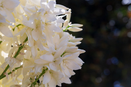 Close up of fresh white flowers palm tree against blue sky in landscape orientation with room for text. Blooming palm tree close up. Sunny day.の写真素材