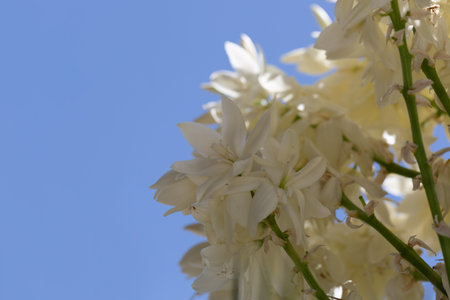 White yucca flowers against blue sky, closeup of photoの写真素材