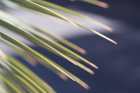 A close up of long, pointed green leaves with sharp tips, possibly from a yucca, palms or agave plant. The leaves are illuminated by sunlight, creating a soft contrastの写真素材