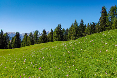Green meadows in Trentino Alto Adige, Italy. Beautiful mountains and blue sky.の写真素材