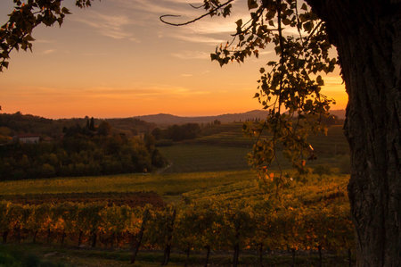Vineyard landscape at sunset in autumn in the Italian countryside.の写真素材