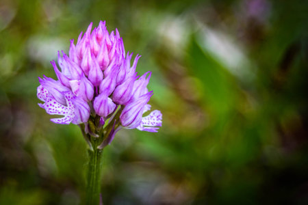Orchis tridentata. Purple orchid on an Italian meadow in Osoppo, an Italian village also known as the orchid country. Protected plant.の写真素材