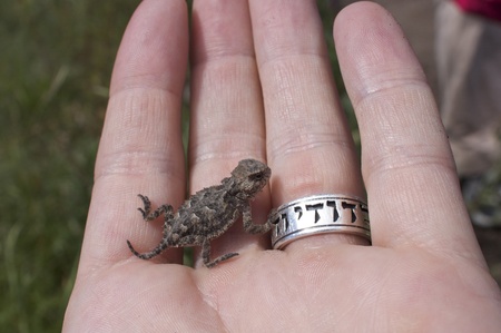 A hand wearing a ring, holding a wild baby horned toad in its palm. Photo taken in New Mexico.の写真素材