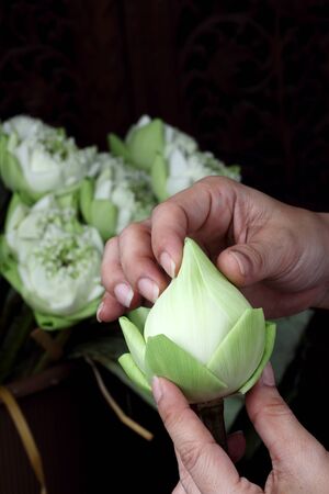 Lotus fold by handの写真素材
