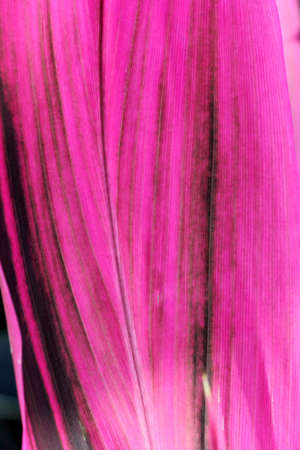texture of pink Leaf Stripesの写真素材