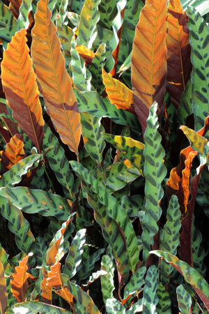 Two color nature leaf treeの写真素材