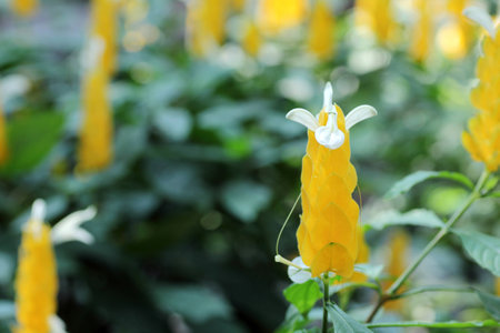 yellow white flower nature field