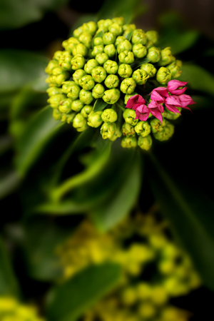 Golden Penda yellow flower fiber line Xanthostemon chrysanthus blur with pink purple flower Clerodendrum splendensの写真素材