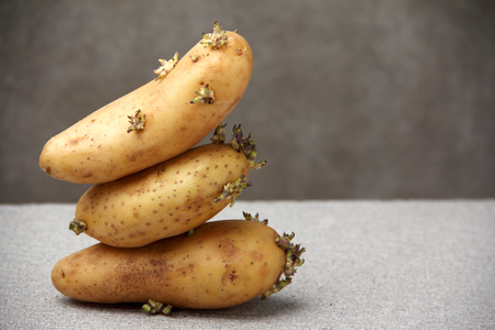 potato small growing  long time keepの写真素材