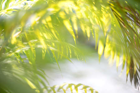 blur green yellow leaf  background in garden
