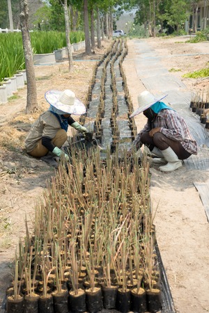 Gardeners are prepare grass seedling on long rowの写真素材