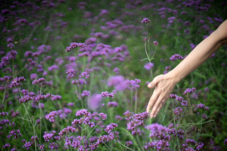 woman hand touch to verbena  bonariensis flower garden ChiangMai  Thailandの写真素材
