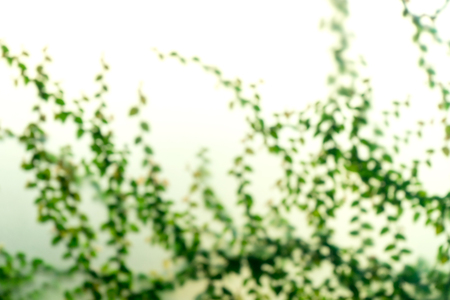 blur image of limb branch green leaf on white background glass window with more copy space