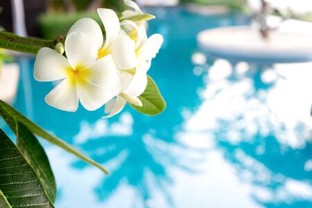 Plumerias flower on the tree, background be swimming pool blue waterの写真素材