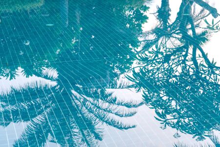 Shadow of palm tree on blue water poolの写真素材