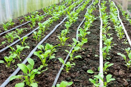 Green house of young vegetables in the soil , food for good health.の写真素材