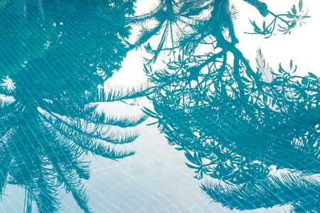 Shadow of palm tree on blue water poolの写真素材