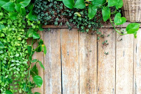 old  wood fence background  with green leaf plant more copy space for wordingの写真素材