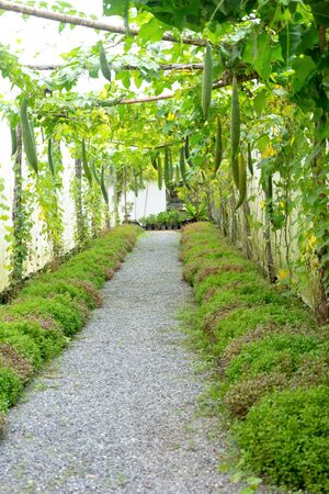Inside the Thailand nursery farm, with Asia plant and fruit.の写真素材