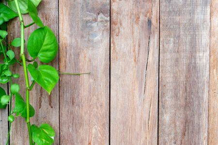 old  wood fence background  with green leaf plant more copy space for wordingの写真素材