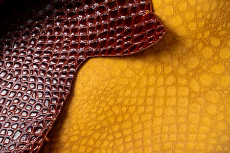 Texture of brown leather  crocodile pattern front and back  Glossy reflection red yellow taken in the studio .の写真素材