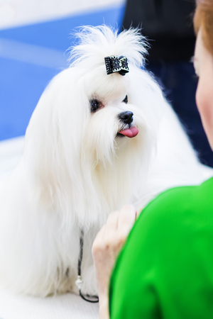 Beautiful white haired Shih Tzu showing tounge.の写真素材