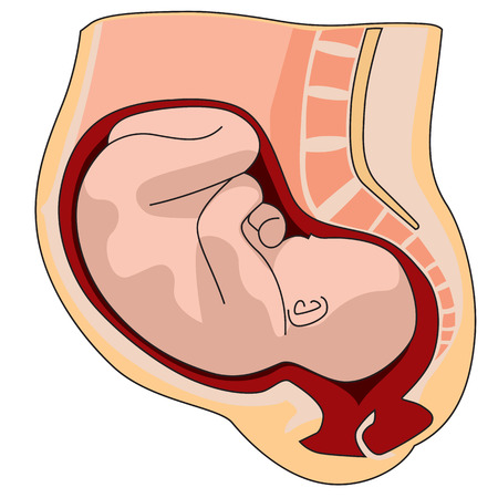 Pregnant womb anatomy close-up. pregnant woman with baby inside illustration on white background.の写真素材