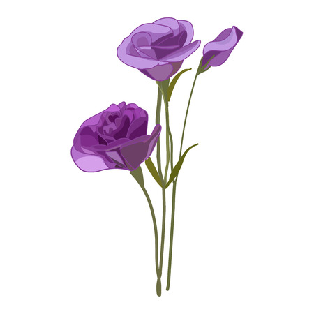 Eustoma vector icon on a white background. Violet flower illustration isolated on white. Floral realistic style design, designed for web and app. Eps 10.のイラスト素材