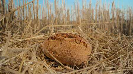 Tasty bread in wheat field. Homemade baking concept. Fresh baked bread on hay background. Wheat loaf...