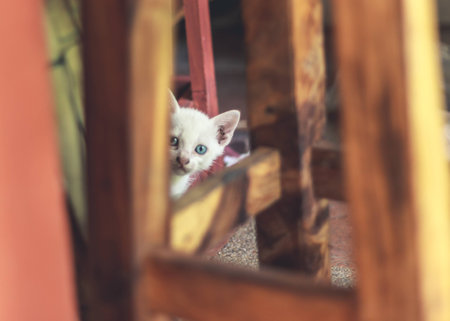 Kitty Around my apartmentの写真素材