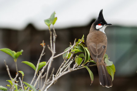 A wild avian scene features a black red-winged bird, a red-headed woodpecker, and a female cardinal...