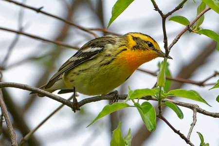A bird perched on a branch in a gardenの写真素材