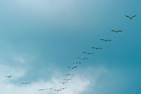 Flock of birds flying in the blue sky with seagulls