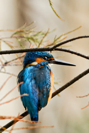 A vibrant blue and green lilac-breasted roller, a colourful kingfisher relative, perches on a wild tropical tree branchの写真素材