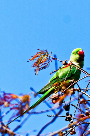 A colourful red and yellow parrot perched on a tree branch