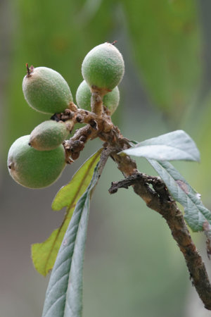 Ripe fig fruit on a branchの写真素材