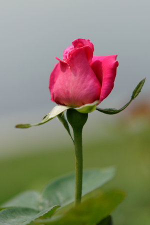 A pink rose blossom, adorned with water drops, reveals its delicate petal against a verdant leaf of nature's springの写真素材
