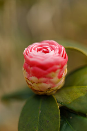 A pink and white flower, isolated in a fresh gardenの写真素材