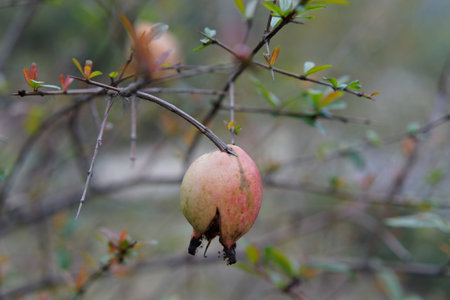 Pomegranate on a tree branch during autumn seasonの写真素材