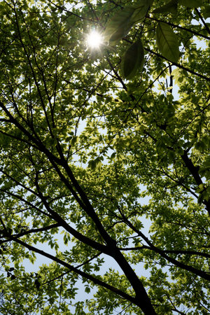 Bright green leaves and branches frame a blue sky, capturing the natural beauty of the spring forestの写真素材