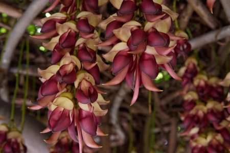Banana bud on tree in the garden with vibrant petals and natural beautyの写真素材