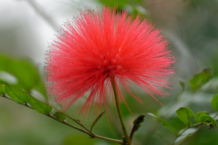 Closeup of vibrant red, yellow, and white flowers in full bloom showcasing the beauty of nature and spring blossomsの写真素材