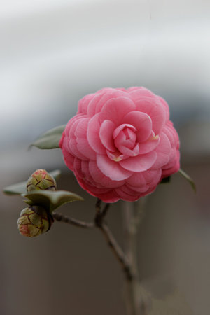 Pink Rose Blossom in a Gardenの写真素材